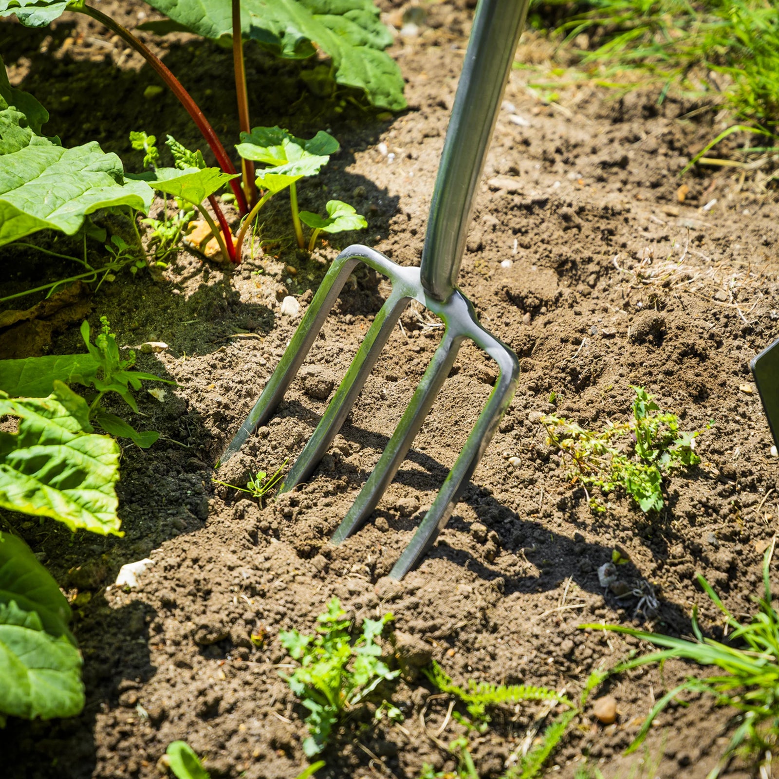 Sealey Premier Border Fork 490mm Ash Handle Stainless Steel Tines