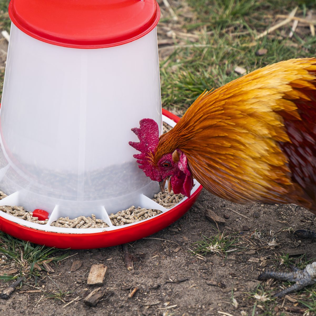 Sealey Poultry Feeder 3kg Model AFT03