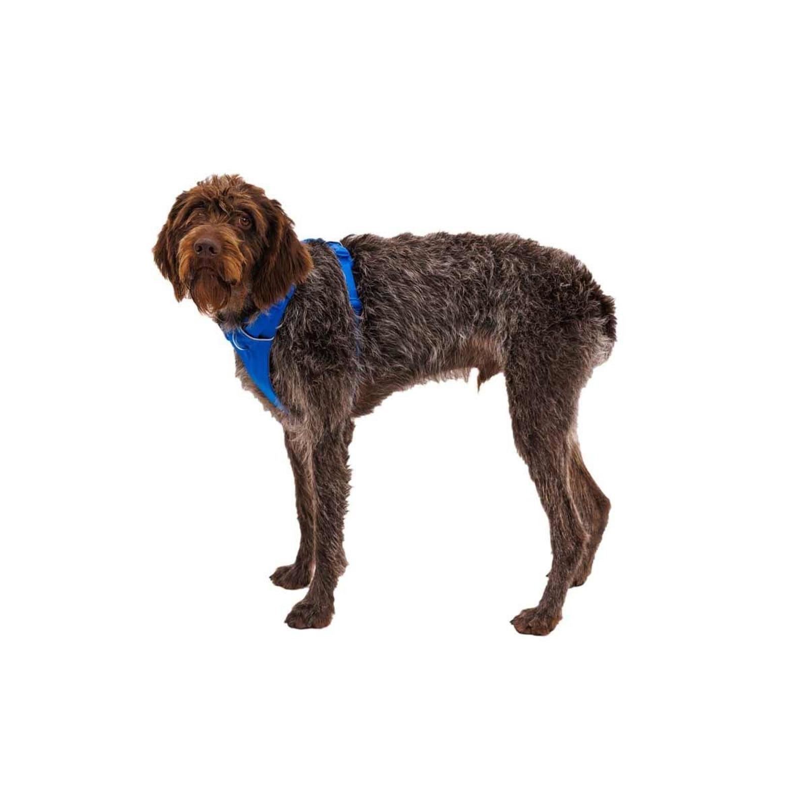 Ruffwear Front Range Dog Harness in Blue Pool (Medium)