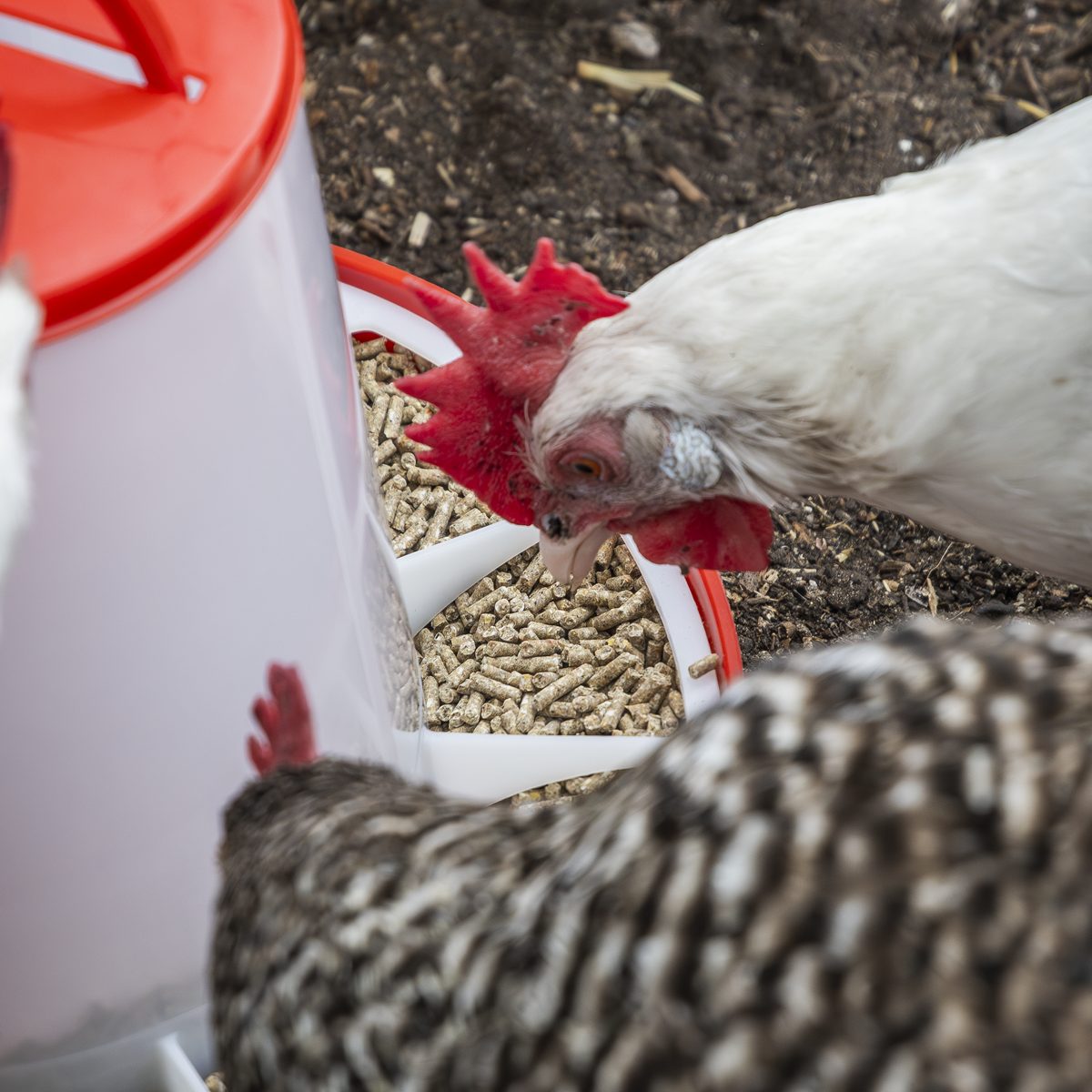 Sealey Poultry Feeder 6kg Model AFT04