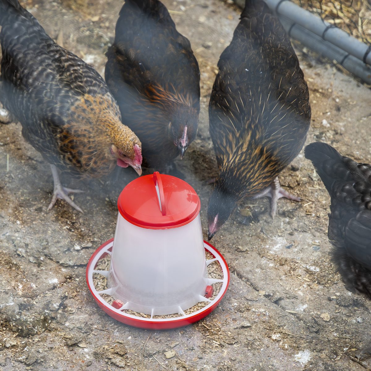 Sealey Poultry Feeder Model AFT02 1.5kg