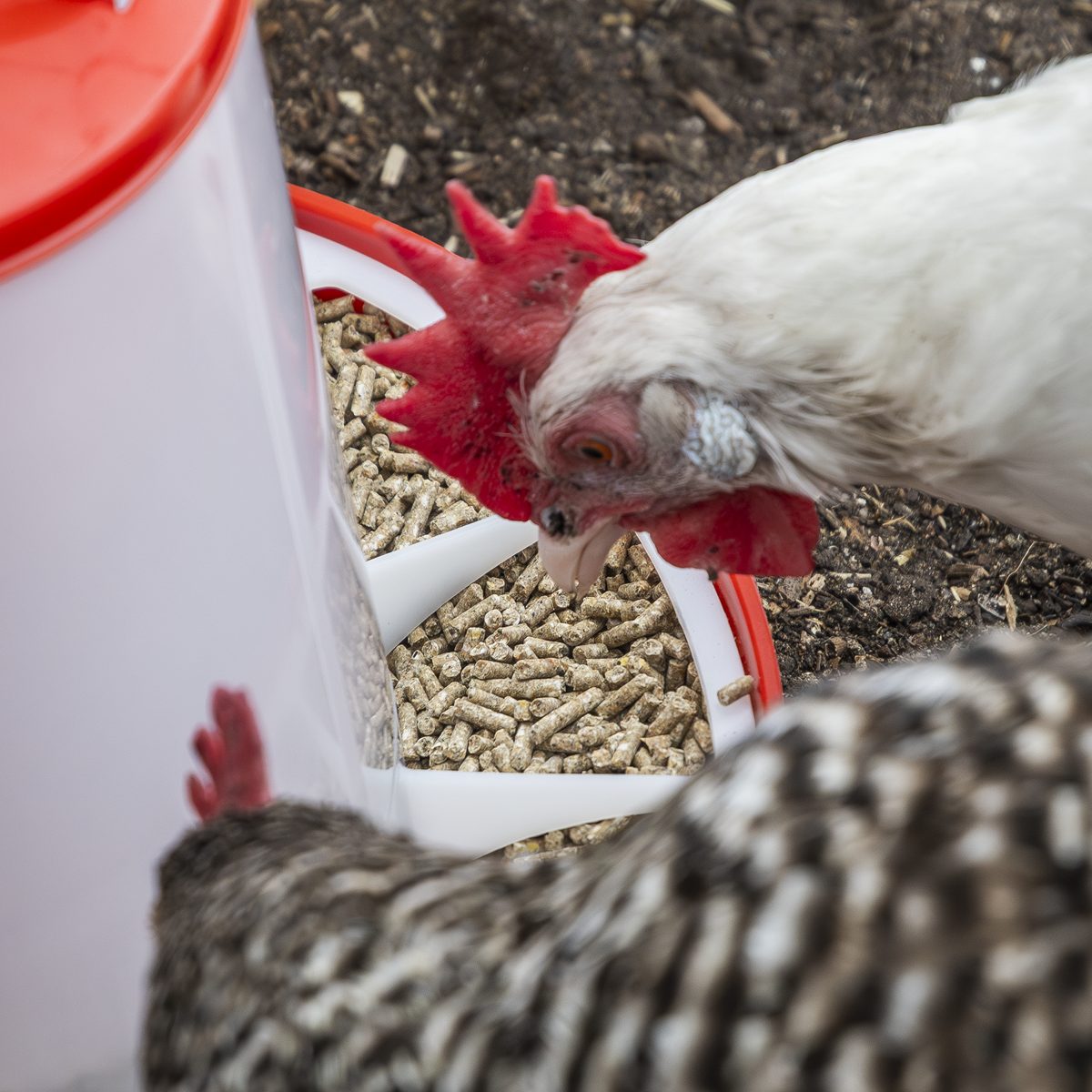 Sealey Poultry Feeder Model AFT02 1.5kg