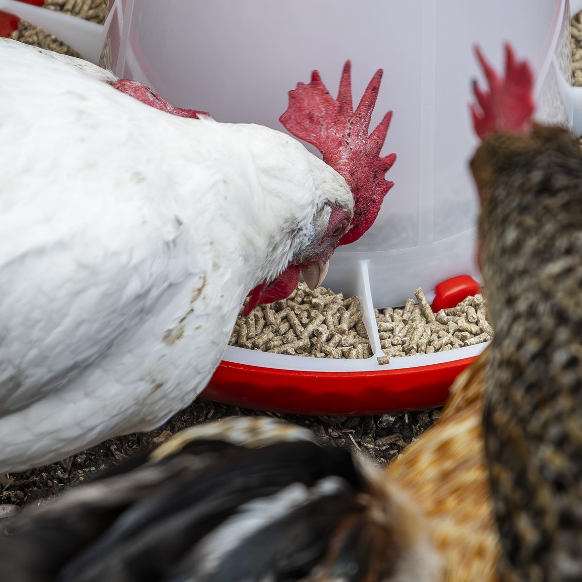 Sealey Poultry Feeder 6kg Model AFT04