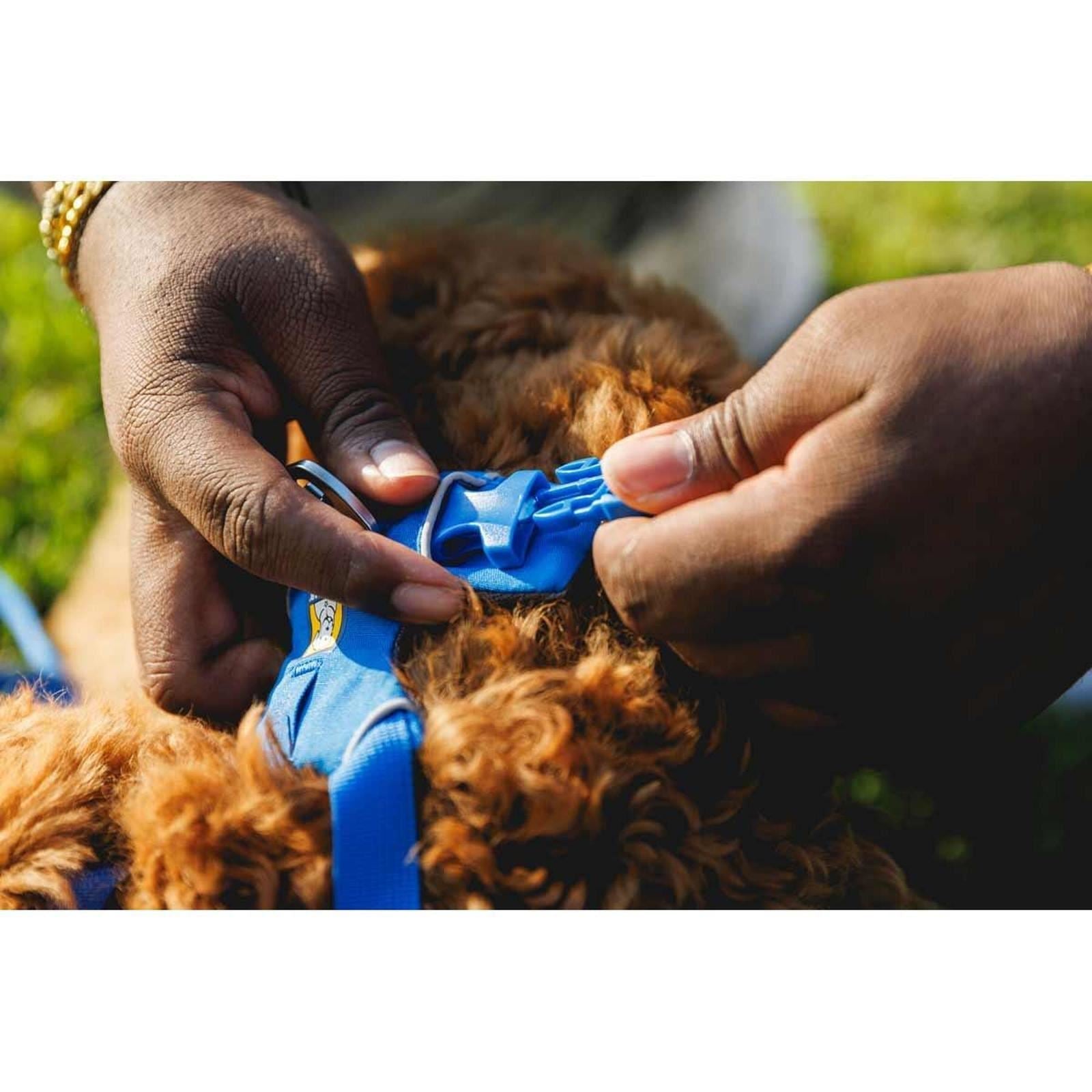 Ruffwear Front Range Dog Harness in Blue Pool (Medium)