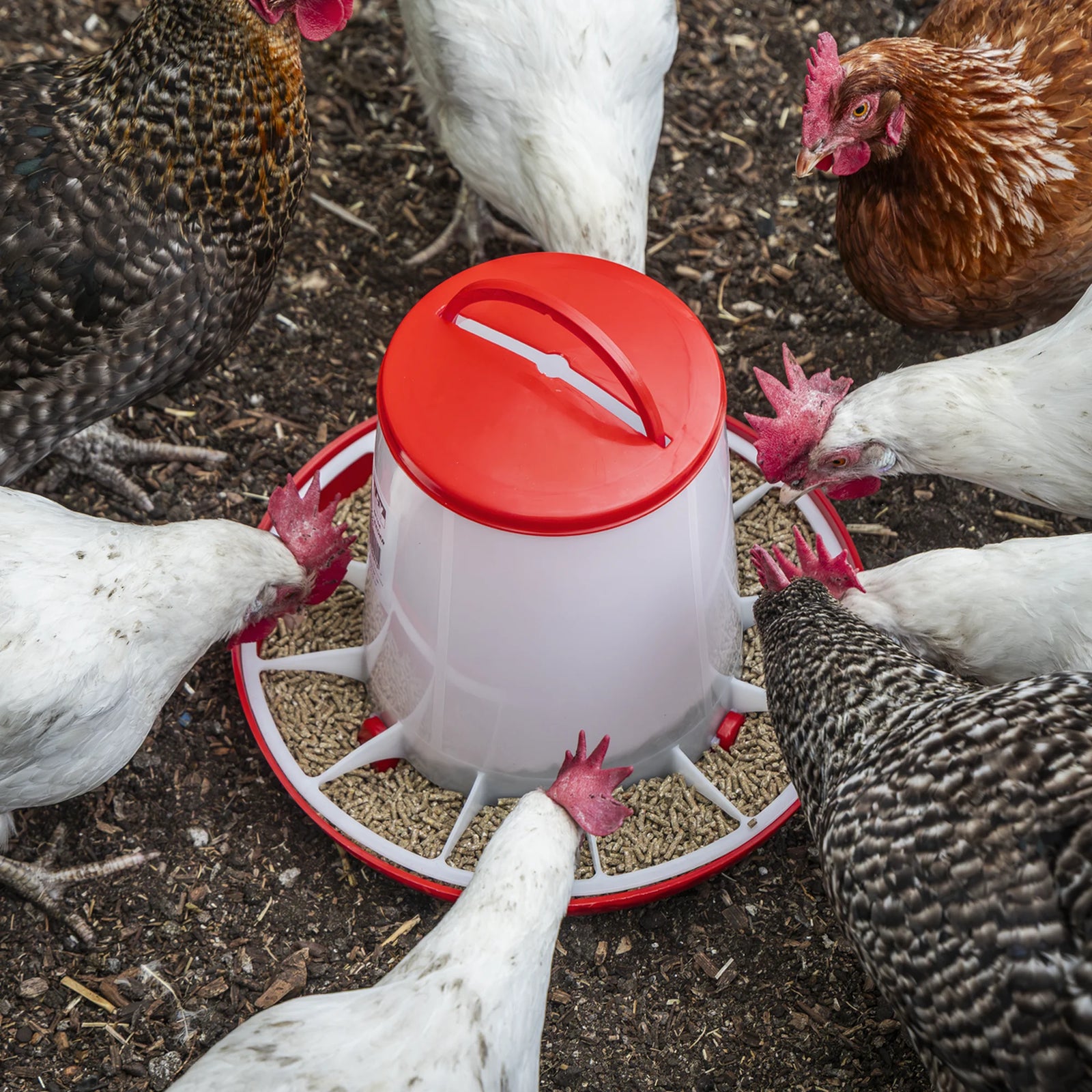 Sealey Poultry Feeder 6kg - Pack of 2