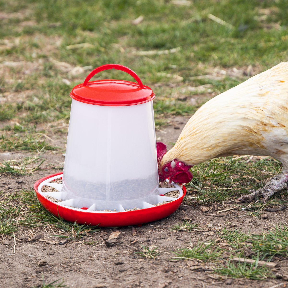 Sealey Poultry Feeder 3kg Model AFT03